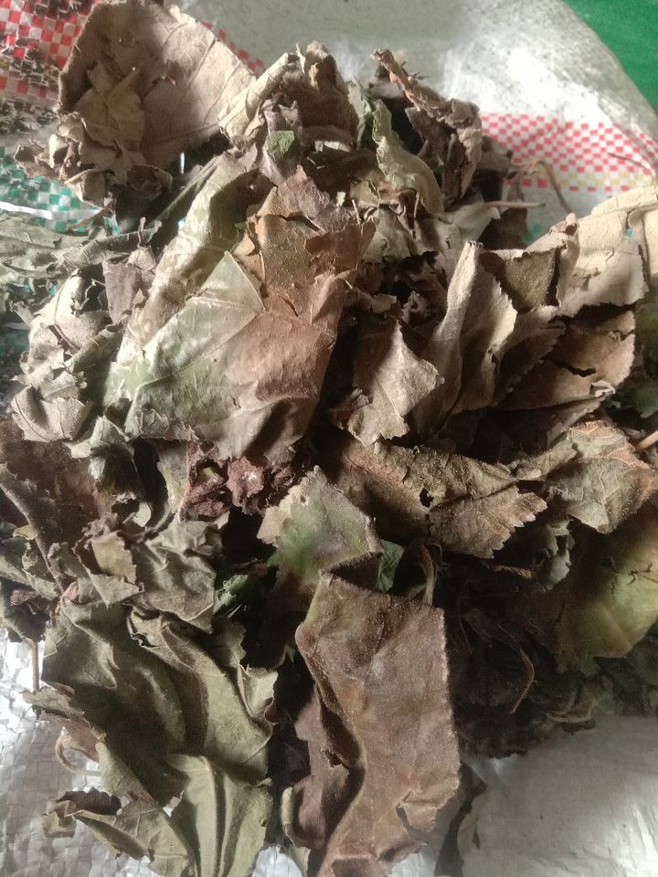 Daun jati Belanda kering 1kg product image (1)