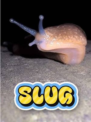 SLIME TIME BUCKO! This 5 inch long UNIT is a Yellow Cellar Slug, a detritivore that eats in a pretty weird way. They use a strange mouth called a radula, equipped with thousands of knife-like teeth that scrape food off of surfaces. They also might have SLUG MITES on them, usually hanging out around and even IN that weird hole on the side of their head called a pneumostome! It’s a special airway that leads to their single lung, and mites love hiding in it and sucking blood. Cowards. #STEM #science #nature #slug