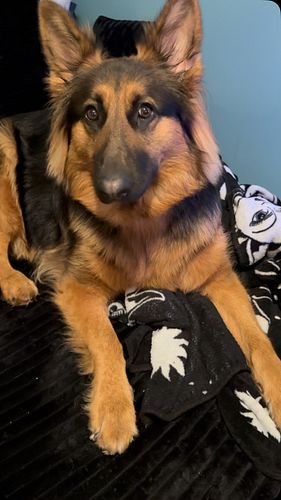 Kya knows what she wants 😮‍💨

.

.

.

.
#dogs #dogsofinstagram #germanshepherd #germanshepherdpuppy #germanshepherdsofinstag...