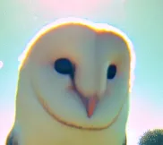Owl Posting