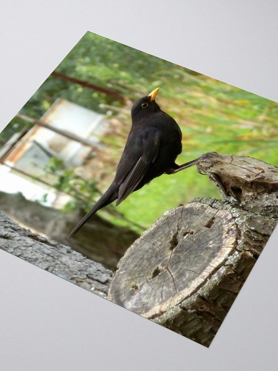 Kiss Cut Sticker - The common blackbird product image (3)