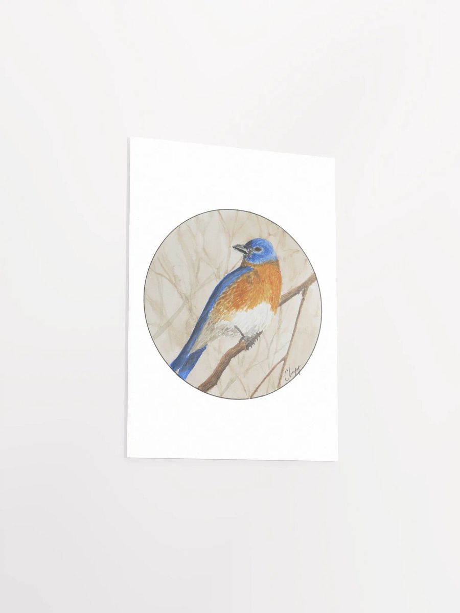 Eastern Bluebird print product image (3)