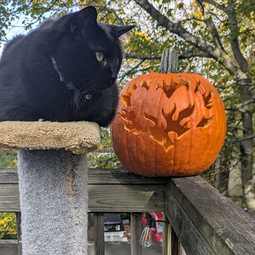 Phaedra and the Heart of Fire 🐈‍⬛❤️‍🔥

Let's celebrate the season of playfulness, rituals, and being whomever we like 🎃