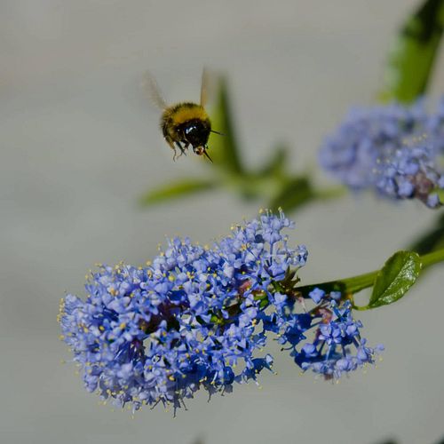 Some of My Bee Photos From This Morning. 📸