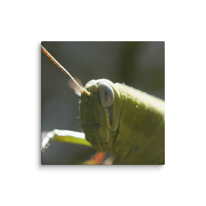 Grasshopper Canvas product image (1)