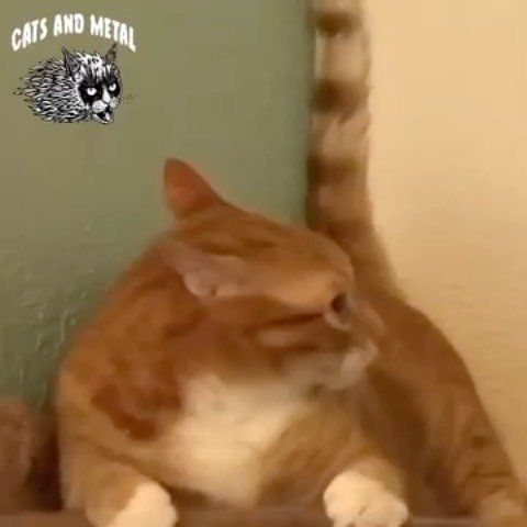 Slipkats do their Slipkat things. Get those shirts here catsandmetal.store #catsandmetal #slipknot #slipkat