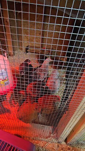 Oh yes or flocks are growing at a fast rate! Head over to the @arcticvettefamily for more about our birds!