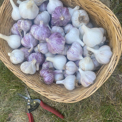 Gophers, take that! 💪🏽

We lost a LOT of garlic to gophers this season, and it still feels like a success looking down at thi...