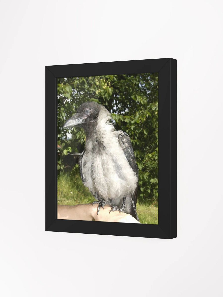 A Heartfelt Tribute to Hafez: The Crow who Stole Our Hearts product image (3)