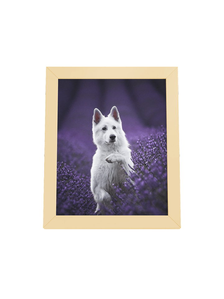 Rasta in the lavender fields product image (3)