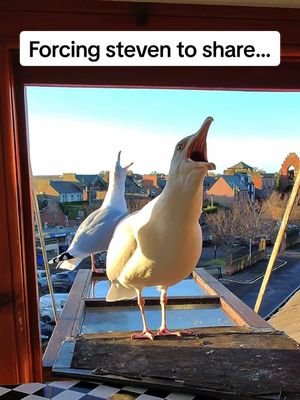 Stevens not a man for sharing… but sometimes i like to slip ethan a little when i can 🥹 #fyp #foryou #seagull #feedingsteven #salmon