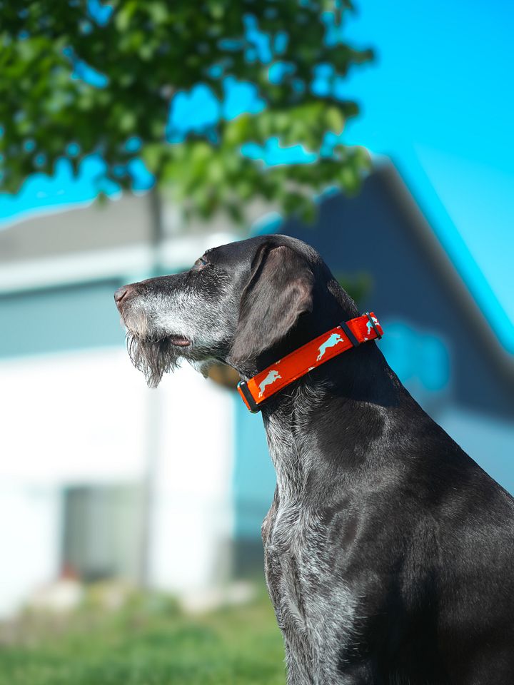 Blaze Orange Collar product image (3)