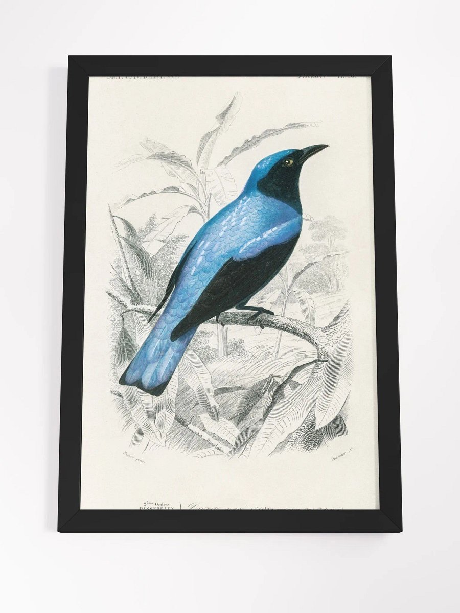 Square-tailed drongo product image (15)