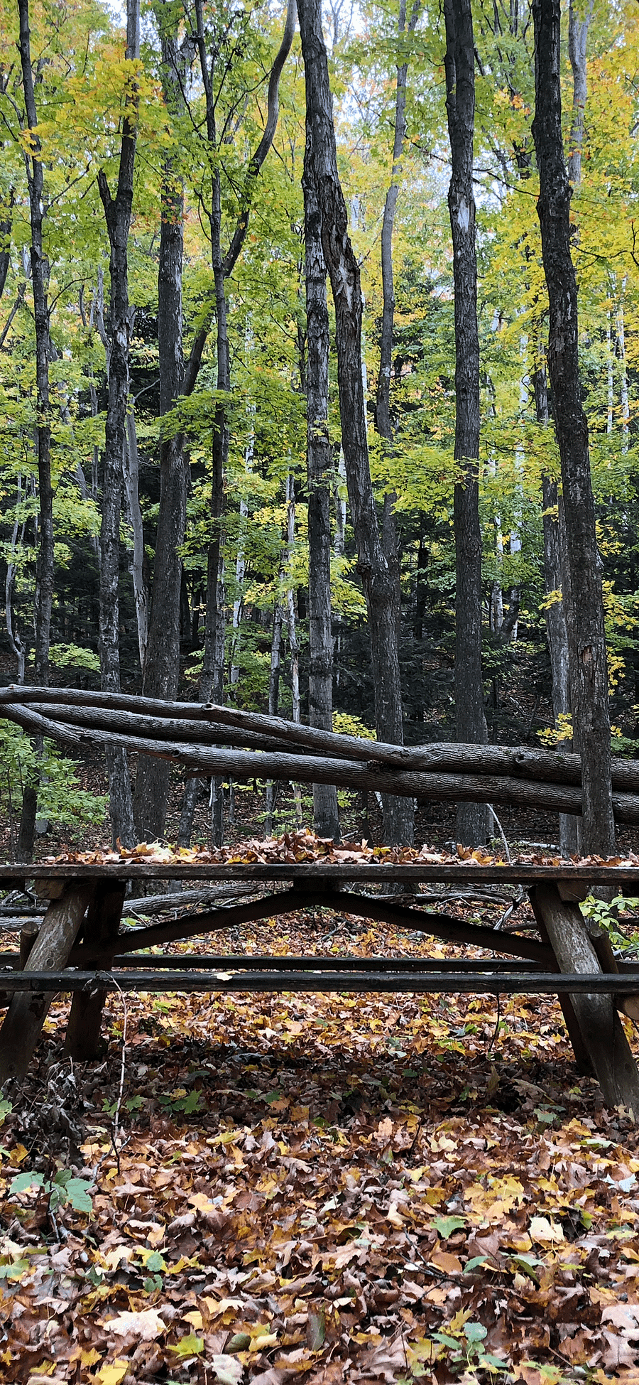 Fall Picnic Table with Leaves Phone Background product image (1)