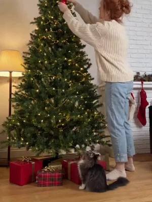 Cat Got mad About a Christmas tree #cat #christmas #tree #decoration 