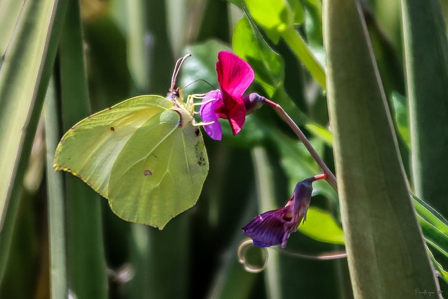 FINE ART - LE JARDIN DU RAYOL