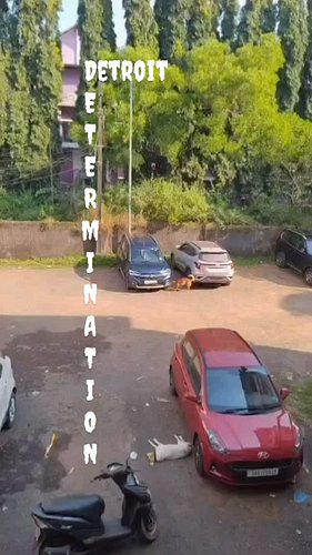 #detroitdetemination #noshellleftbehind #detroit #bewareofdog #bewareofog