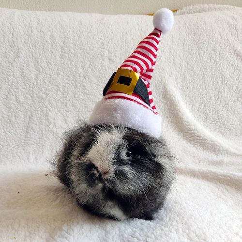 It's the 1st of December, so we can post Christmas pictures with no shame 😁
Starting with our oldest elf: Bindi! 🎄 

Bindi we...