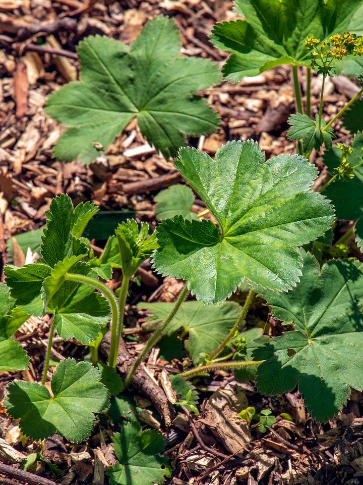 Alchemilla vulgarisعشبة عباءة السيدة البرية product image (2)