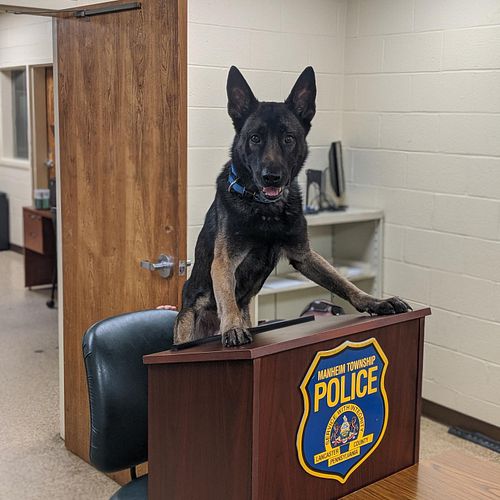 When the platoon won’t listen so you bring in the real boss
•
•
•
#mtpdk9 #policek9 #k9 #workingdog #belgianmalinois #belgian...