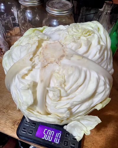 Sooooooo, I bought a head of cabbage today... yes, you are reading that correctly. It is in fact a 5kg/11 pound head. What's ...