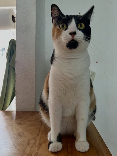 I may always look like I’m surprised but I am happy that you are here. 

-Catty