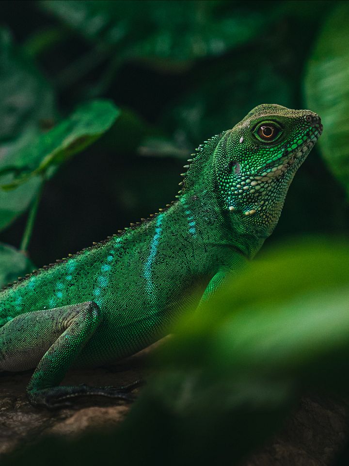 Water Dragon product image (1)