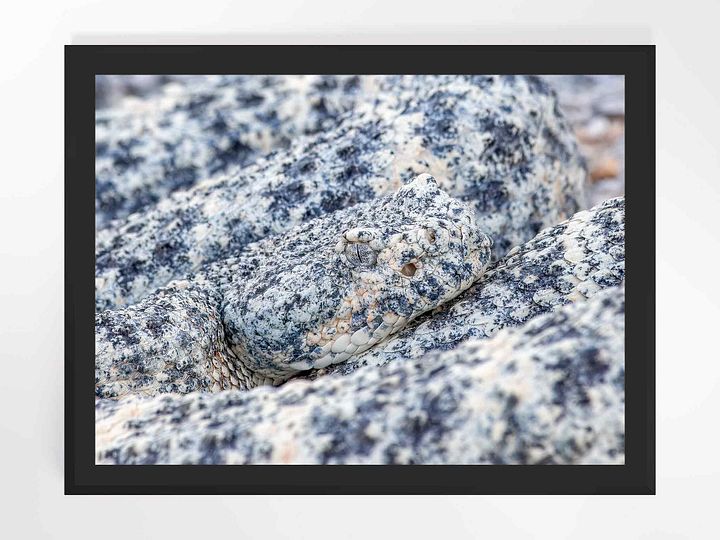 Print - Blue Speckled Rattlesnake product image (21)