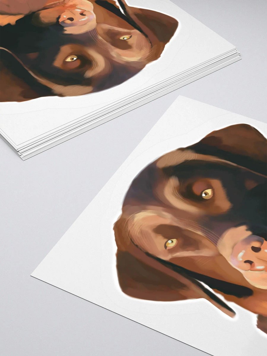 Chesapeake Bay Retriever product image (11)