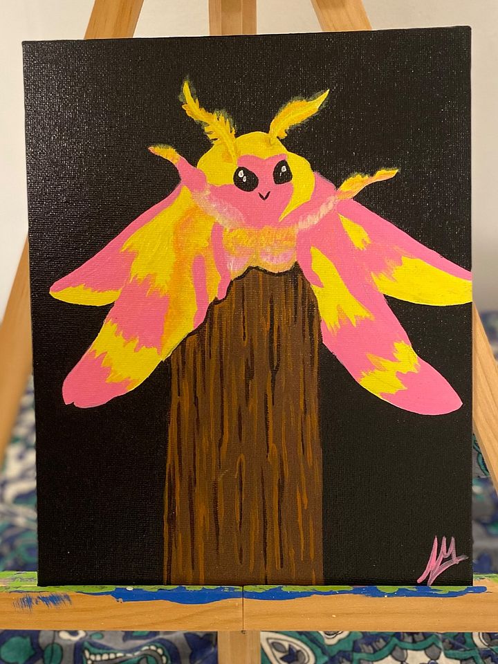 Rosy Maple Moth product image (1)