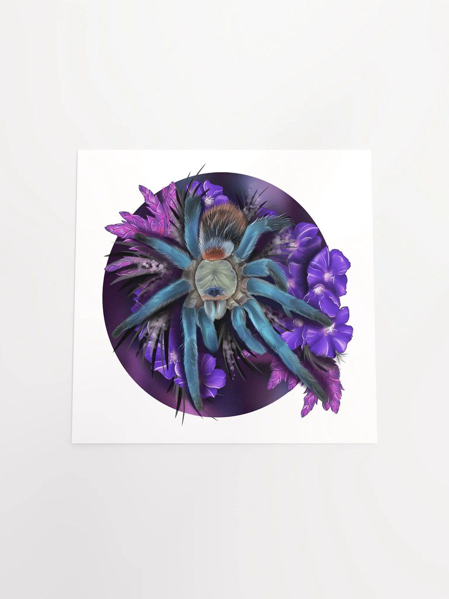 Dolichothele diamantinensis product image (12)