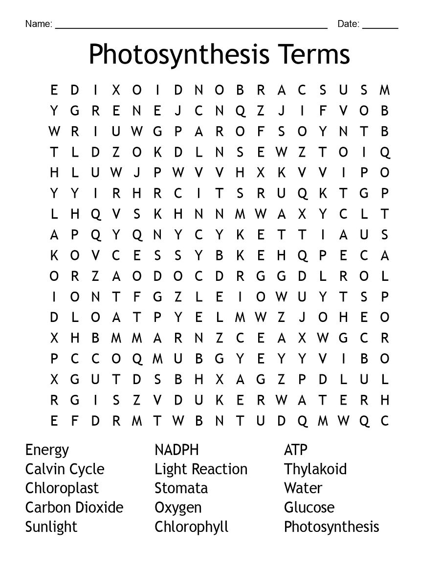 Photosynthesis Word Search - Science Vocabulary product image (3)