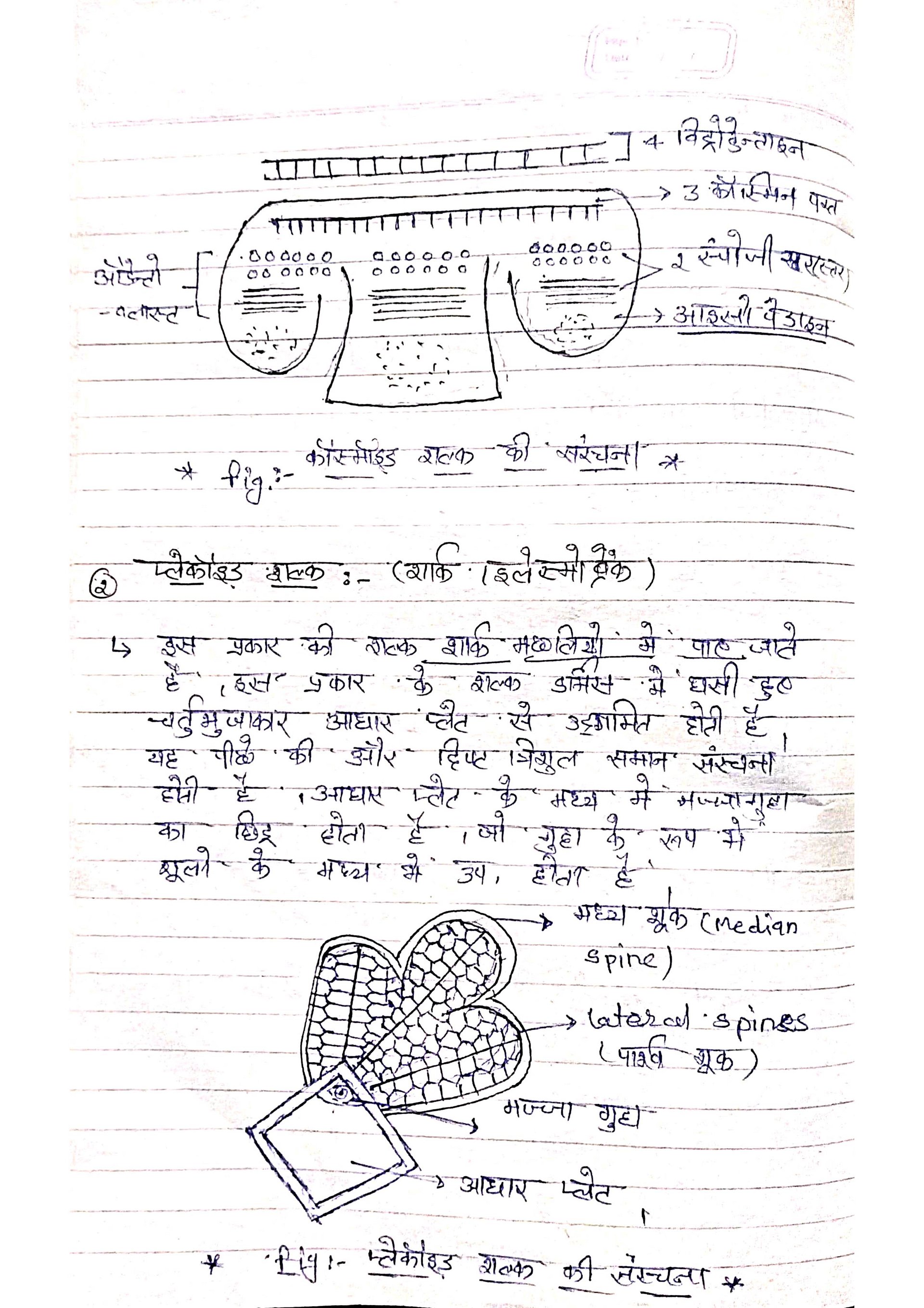 Structure And Function Of Chordates | Bsc 3rd Year Zoology | Unit 3 Notes in Hindi product image (2)