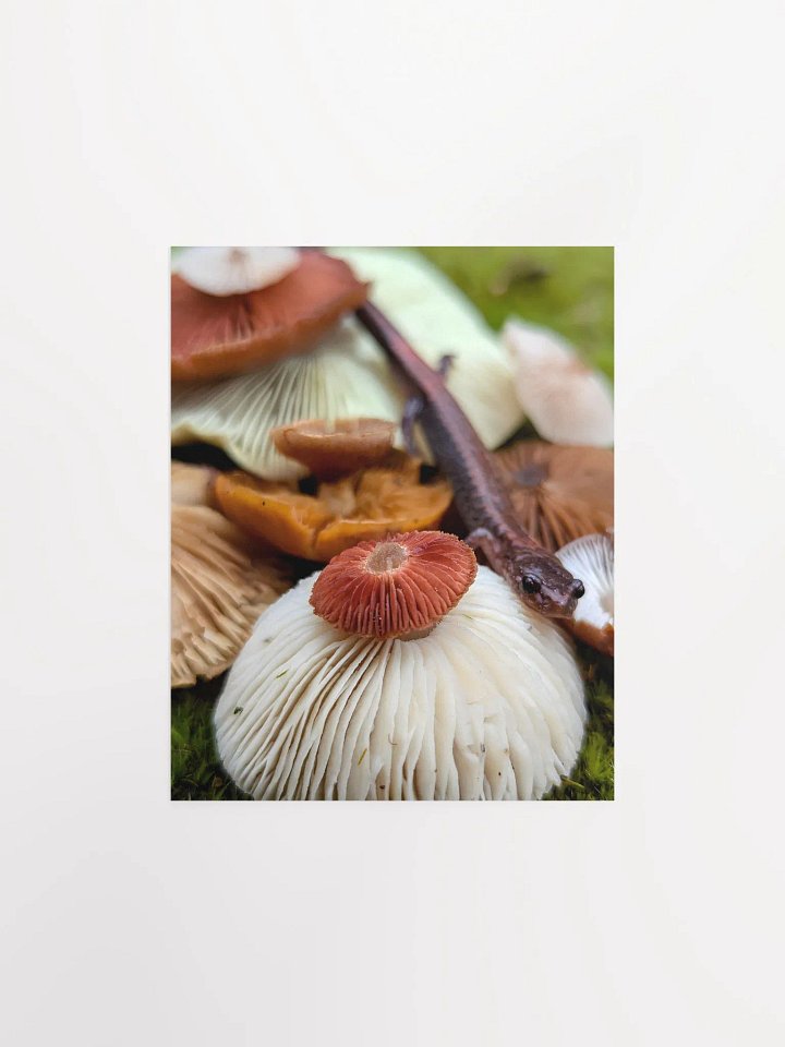 Salamander & Gills 2 (Print) product image (6)