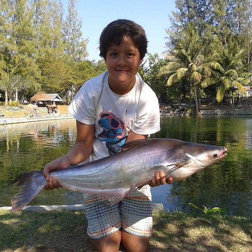 #fishing #catfish #redtailcatfish #huahin #thailand