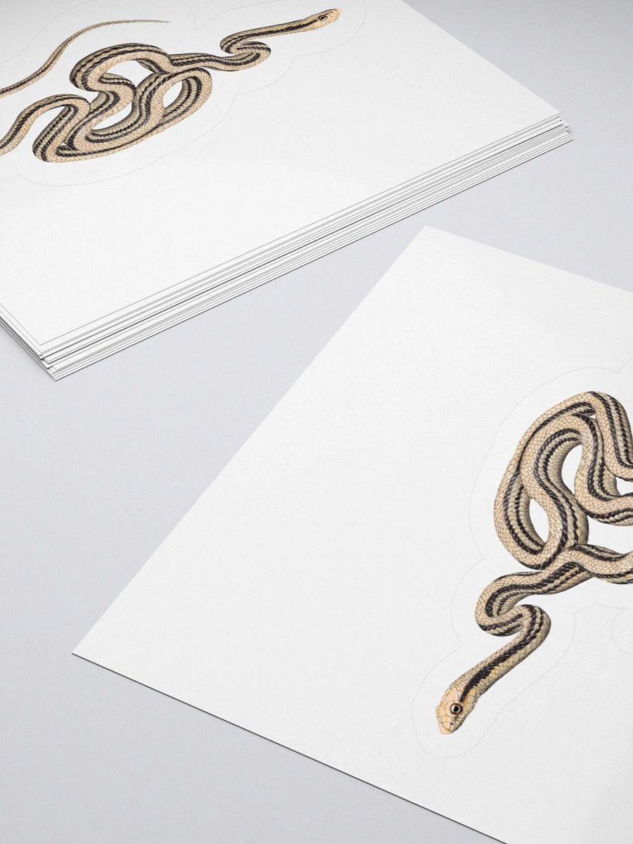 Die-Cut Sticker – Desert Patchnosed Snake product image (4)