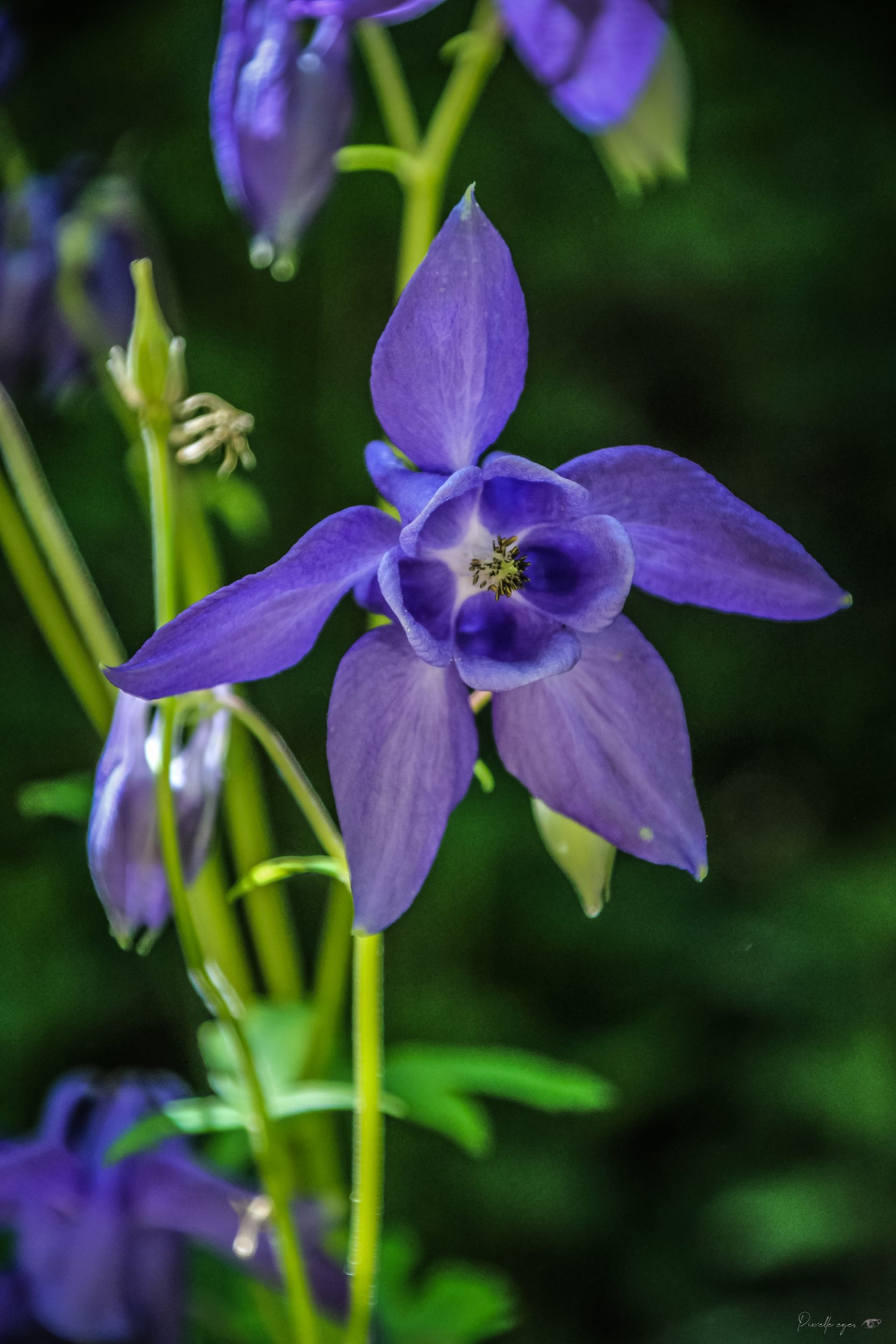 Fine Art - The Poisonous Elegance of the Pyrenees product image (1)