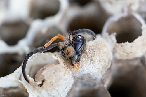 Happy Halloween! 
A little touch of death in life. 

This wasp (Vespula germanica) hatched in a paper wasp nest (( Polistes d...