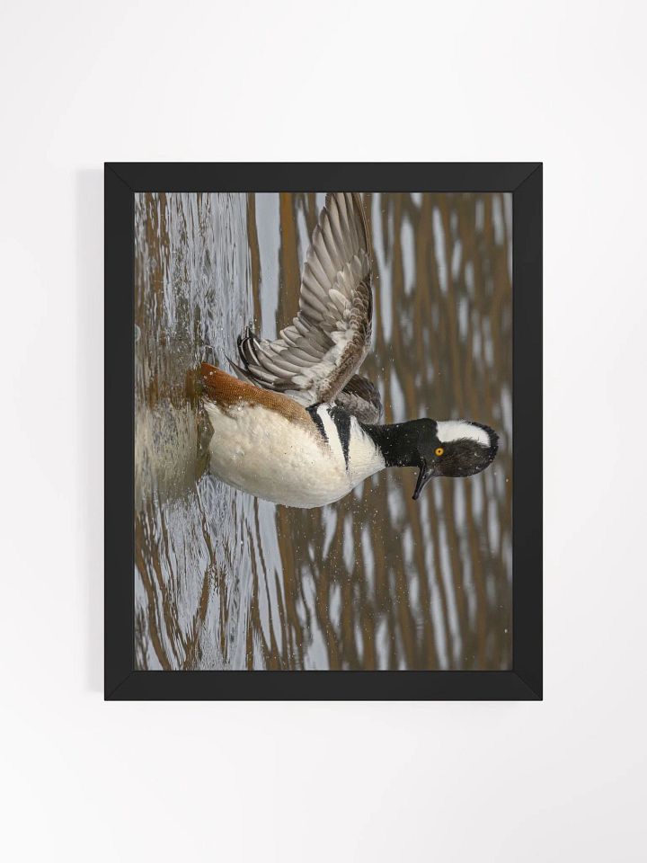 Displaying Hooded Merganser product image (1)
