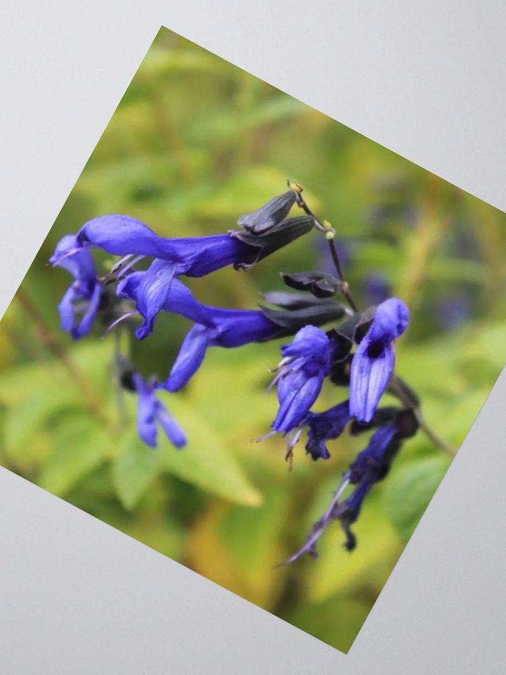 A Study in Flowers 3 - sticker version product image (4)