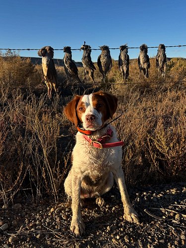Yesterday was a bit of a slog looking for chukar, but not for a lack of trying. After getting beat to the primary spot we cal...
