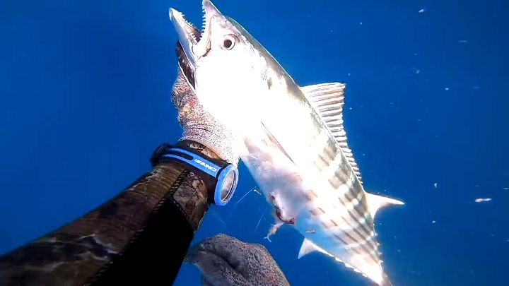 Pescando sierras product image (2)