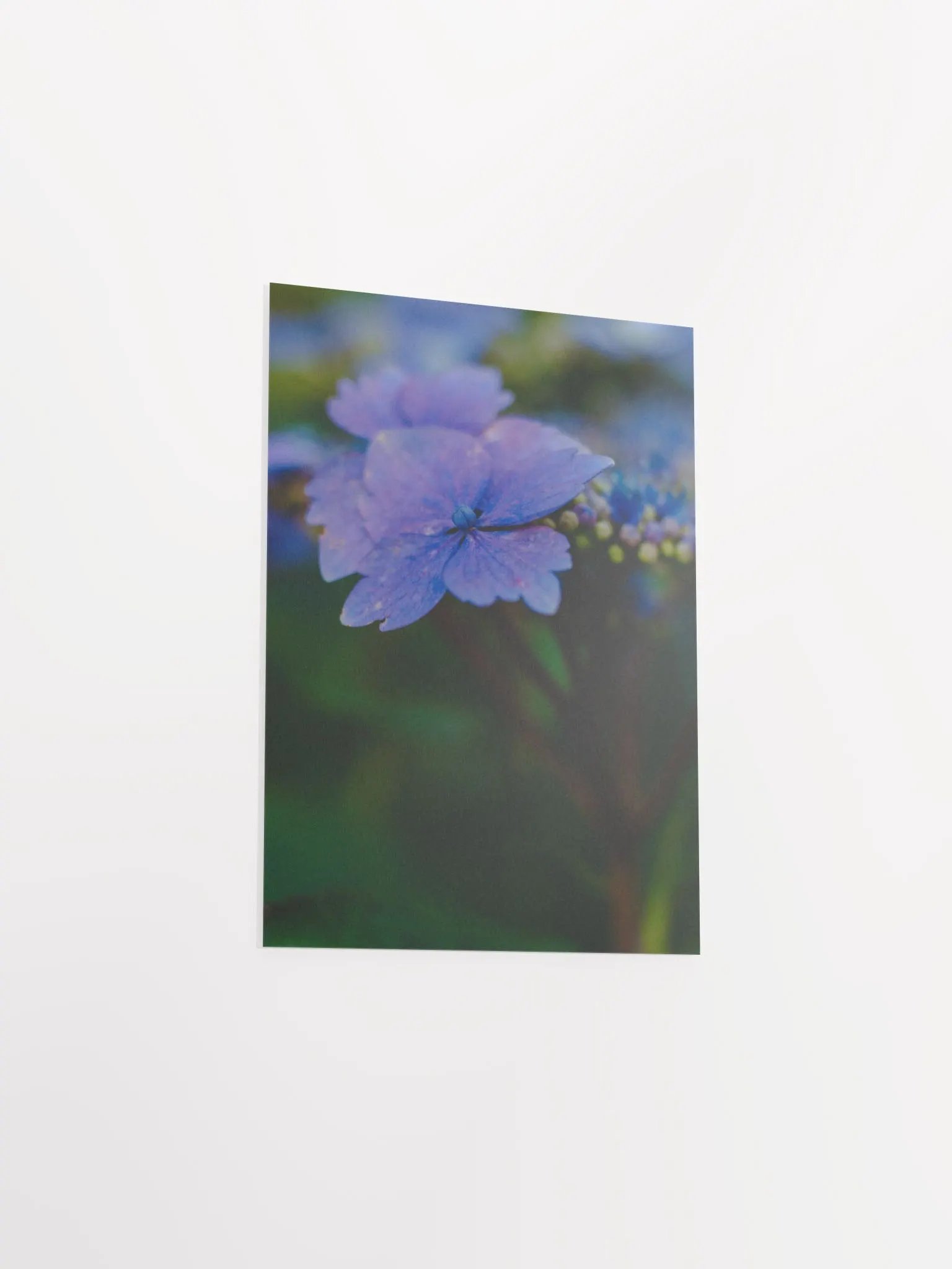 Blooming In The Sun product image (3)