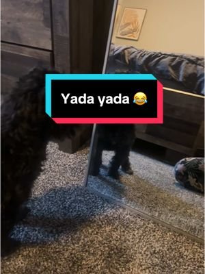 Yada yada 🤣 #dog #doglife #mysunshine #havanese #havanesedog #havaneseoftiktok #havaneselove #havaneseofinstagram #fyp #foryou #doglover #lovedogs #happydog #ハバニーズ #いぬのいる暮らし #犬のいる暮らし #いぬとっく #tiktokviral #challenge #goofy #sillypuppy #crazydog #winning #selfplay #playingwithmyself #funnydog #funnydogvideos #funnydogs #funnyvideo #funnyvideos #dog #lovedog #fyp #dogtok #doglover #dogtoktik #dogtoker #boy #girl #iamsopretty #mylife #life #dogsoftiktok #doggo #pitbull #pitbulldog #pitbullsoftiktok #dogsoftiktok #funnymoments #funnyy #funnytiktok #funnymemes #funnydoggo #funnyanimals #dogmom #ピットブル #いぬ 