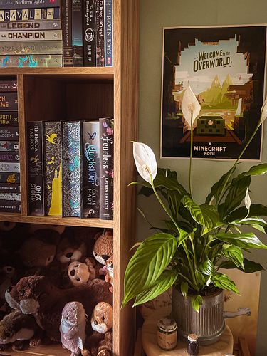 Welcome to my room! Make yourself comfortable! ✨

This is my little collection of books and plushies. Half of these books I s...