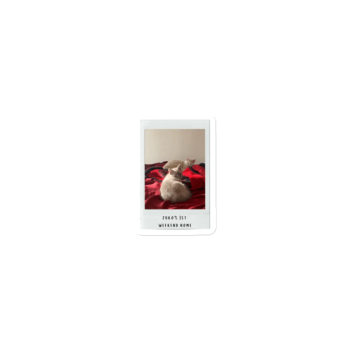 Kitten Zuko Magnet product image (1)