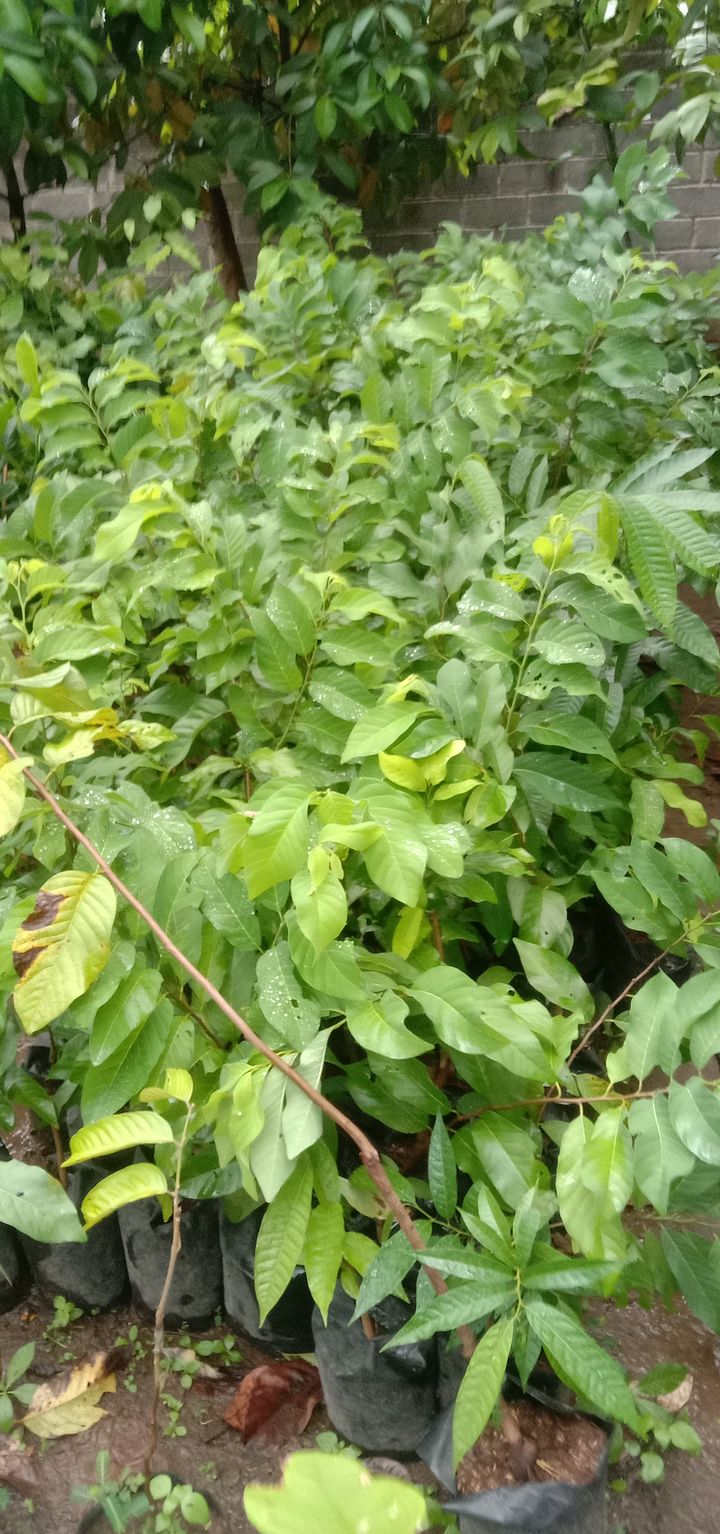 Tanaman buah sirkaya jumbo tinggi 1 meter product image (1)