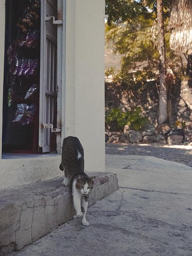 This cat at his corner shop he clearly owns. Swipe to the end to see the manager. 

I have so many thoughts to write but I fi...
