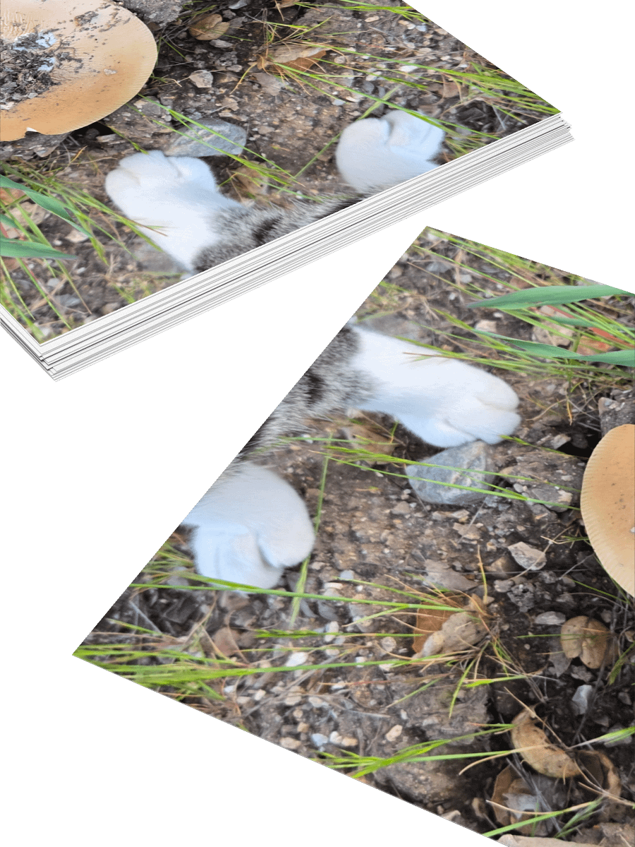 Paws and Shrooms Sticker Set product image (11)