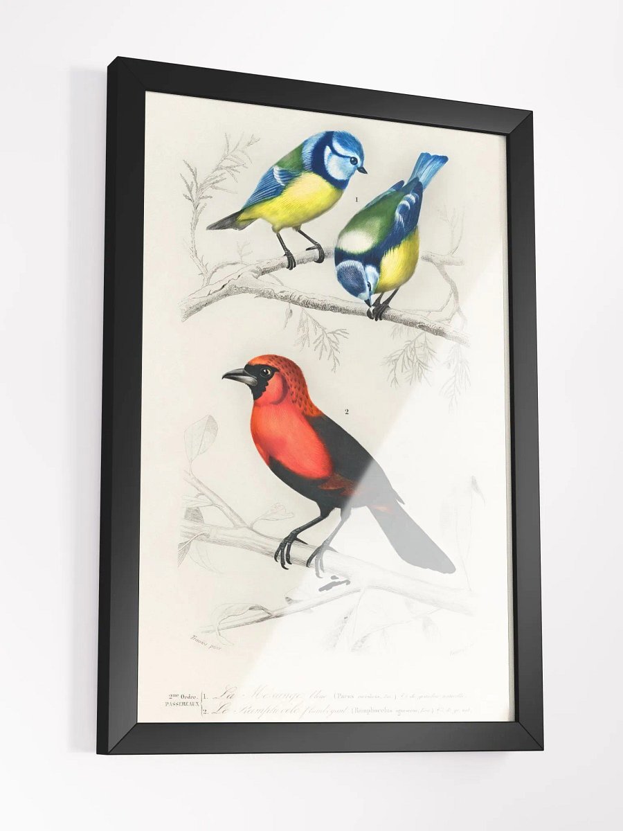 Different types of birds product image (9)